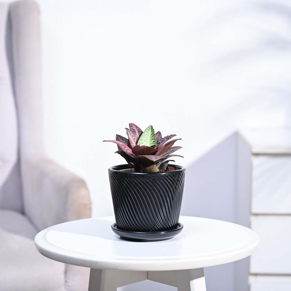 Euphorbia Francoisii Hybrid