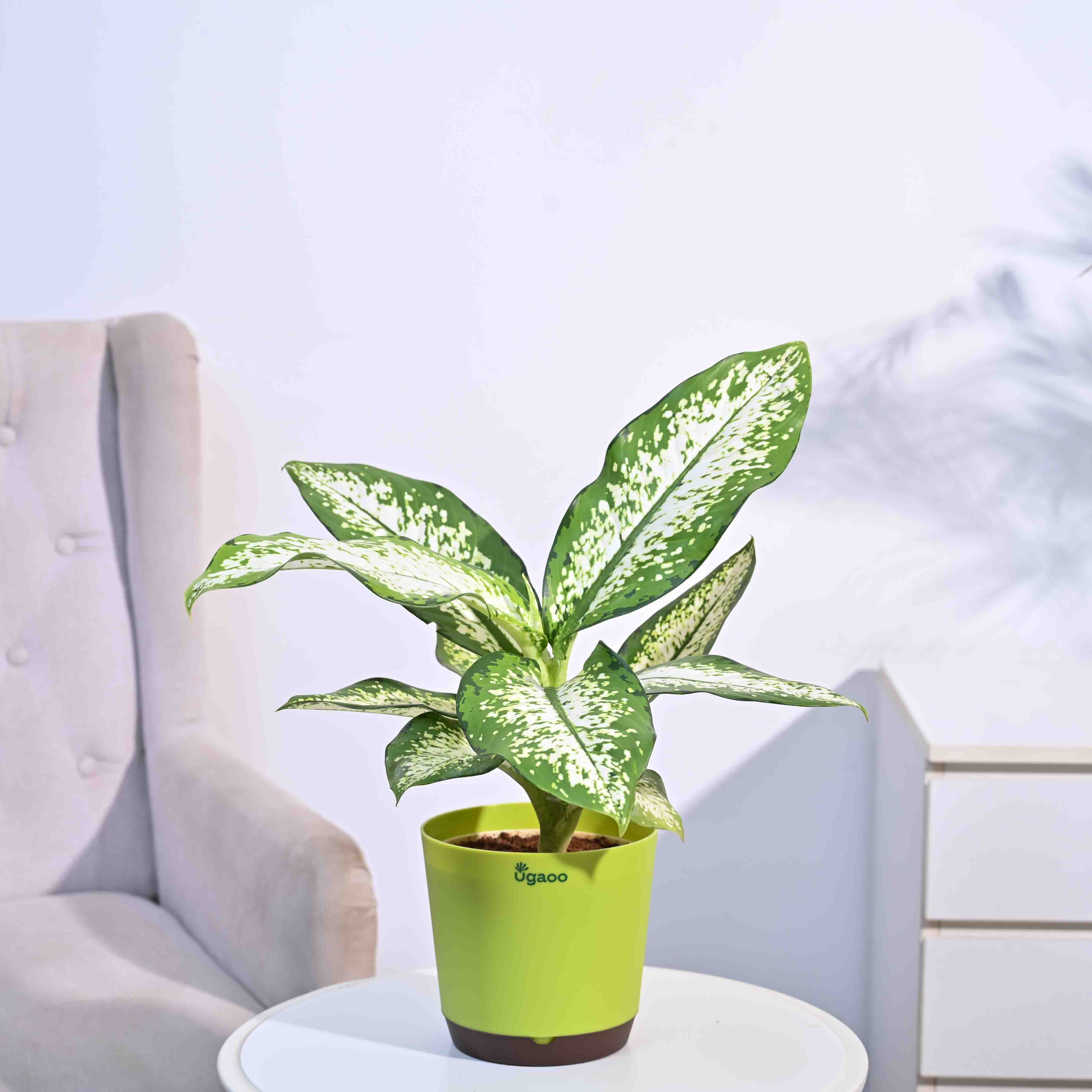 Dieffenbachia Delilah - Large