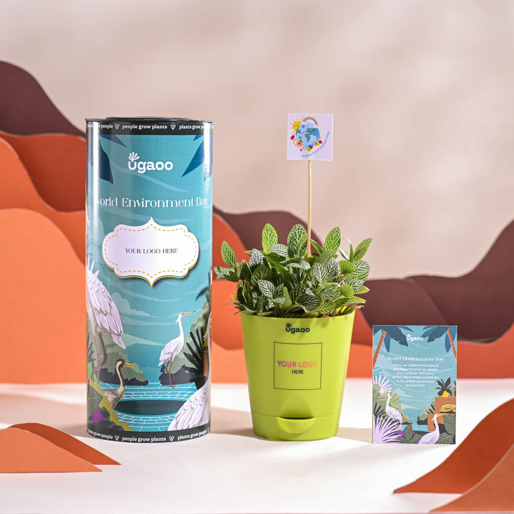 Fittonia Green Plant (Nerve Plant) For Environment Day Gifting