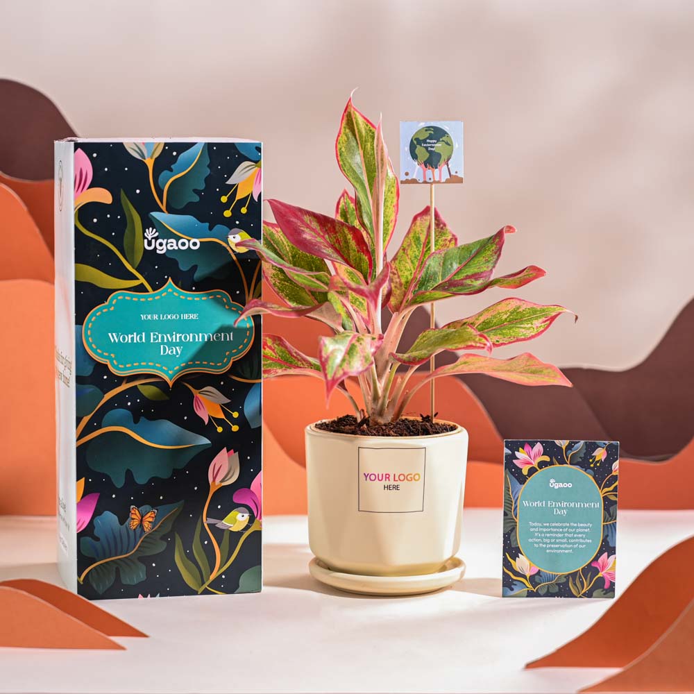 Aglaonema Red Plant For Environment Day Gifting