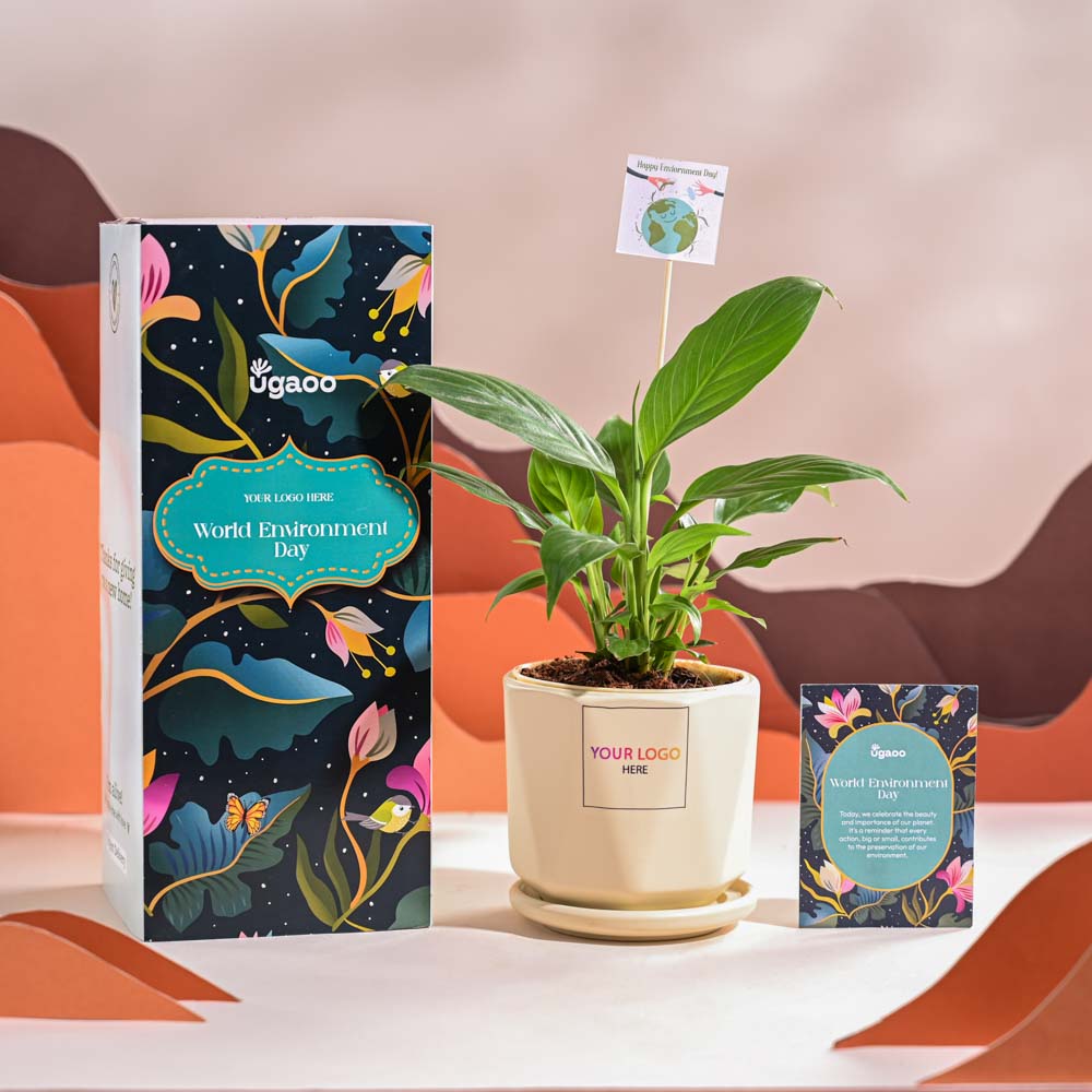 Peace Lily For Environment Day Gifting