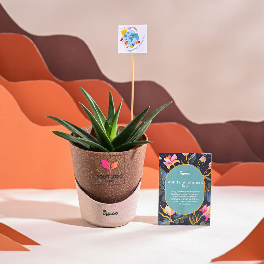 Aloe Vera Green Mini Plant For Environment Day Gifting