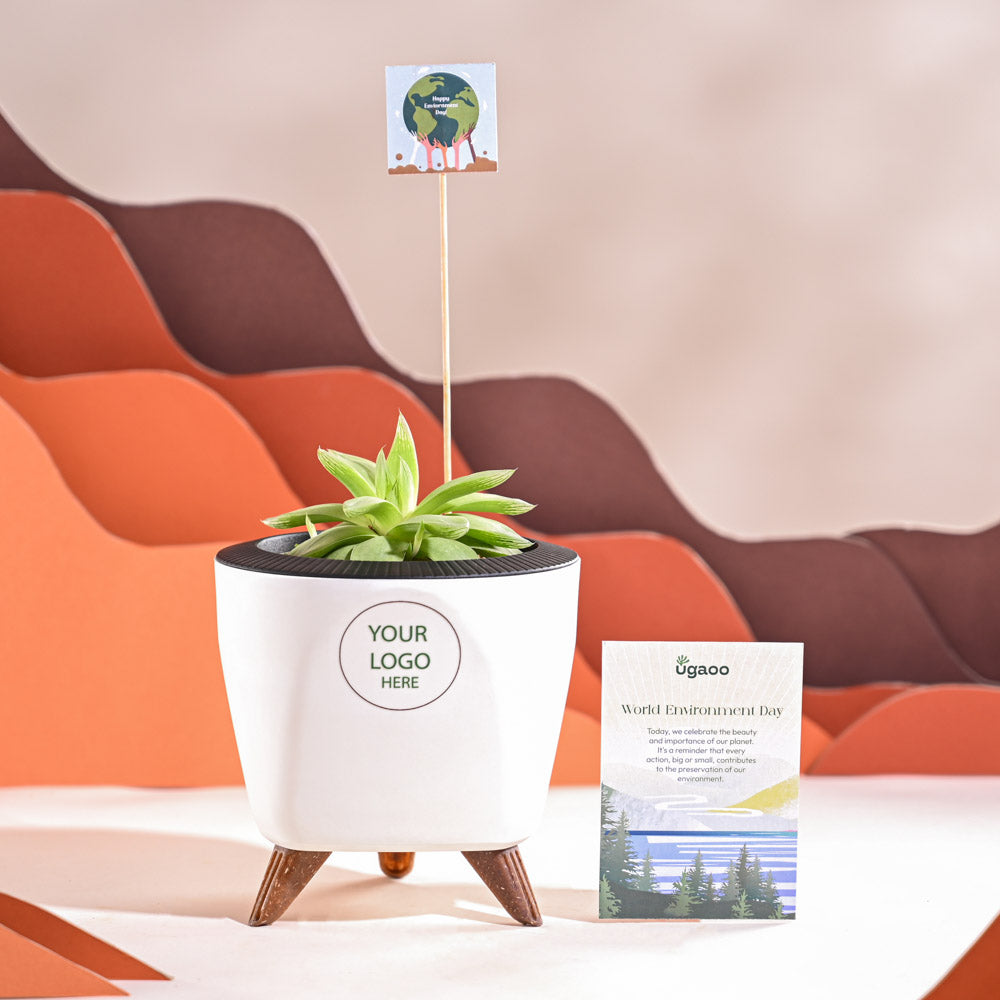 Haworthia Cooperi Fleshy For Environment Day Gifting