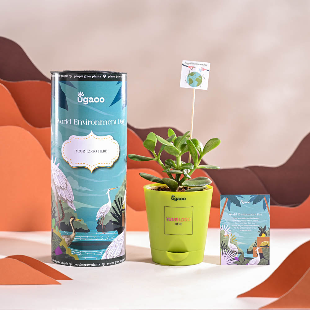 Crassula Ovata Plant For Environment Day Gifting