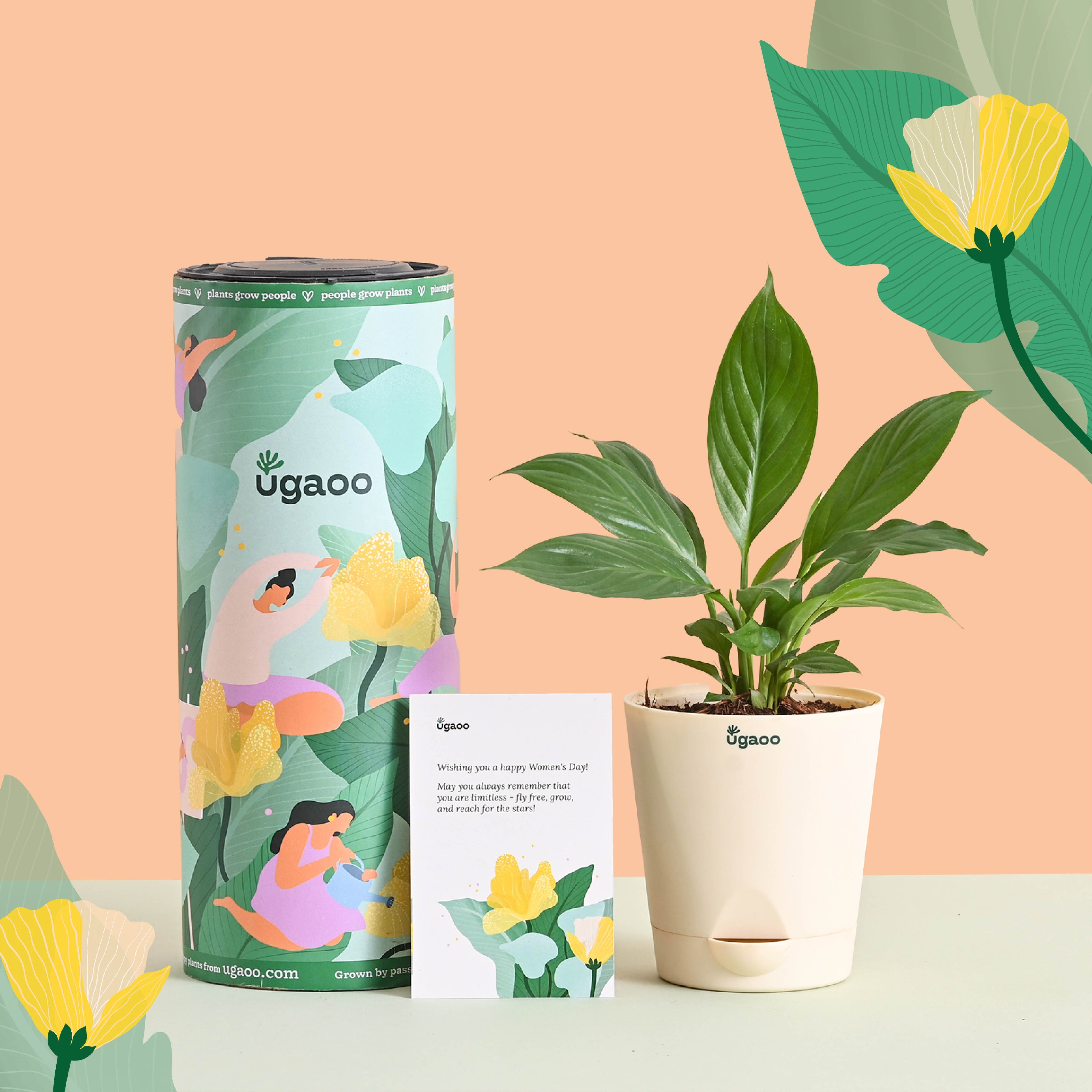 Peace Lily Plant Gift for Women's Day