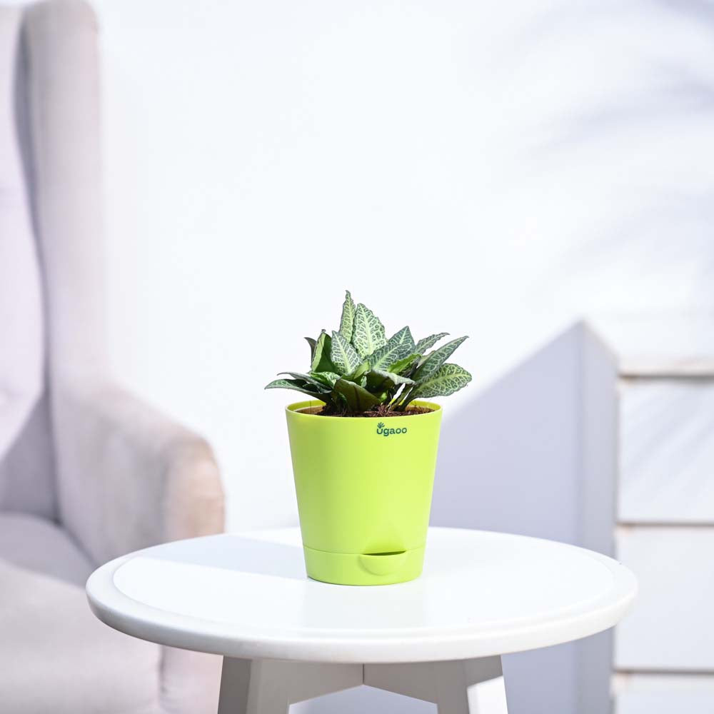 Euphorbia Francoisii Green