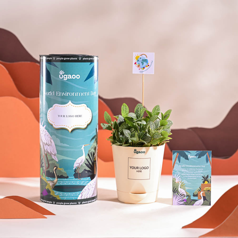 Fittonia Green Plant (Nerve Plant) For Environment Day Gifting
