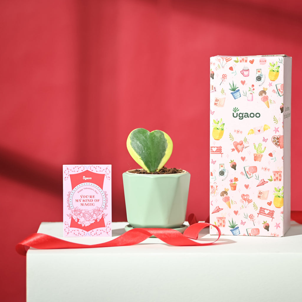 Heart Hoya Variegated with Diamond Mint