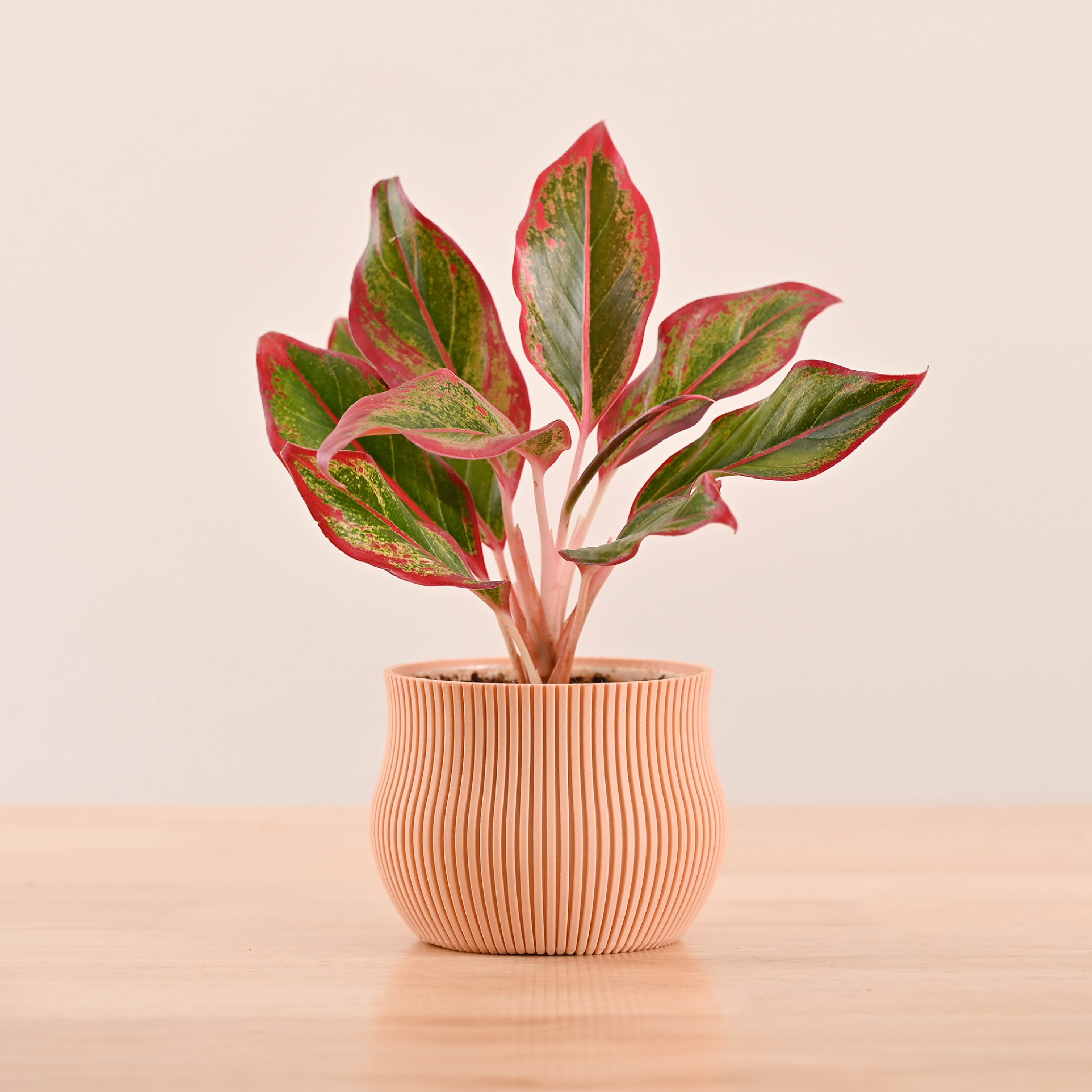 Crown Planter