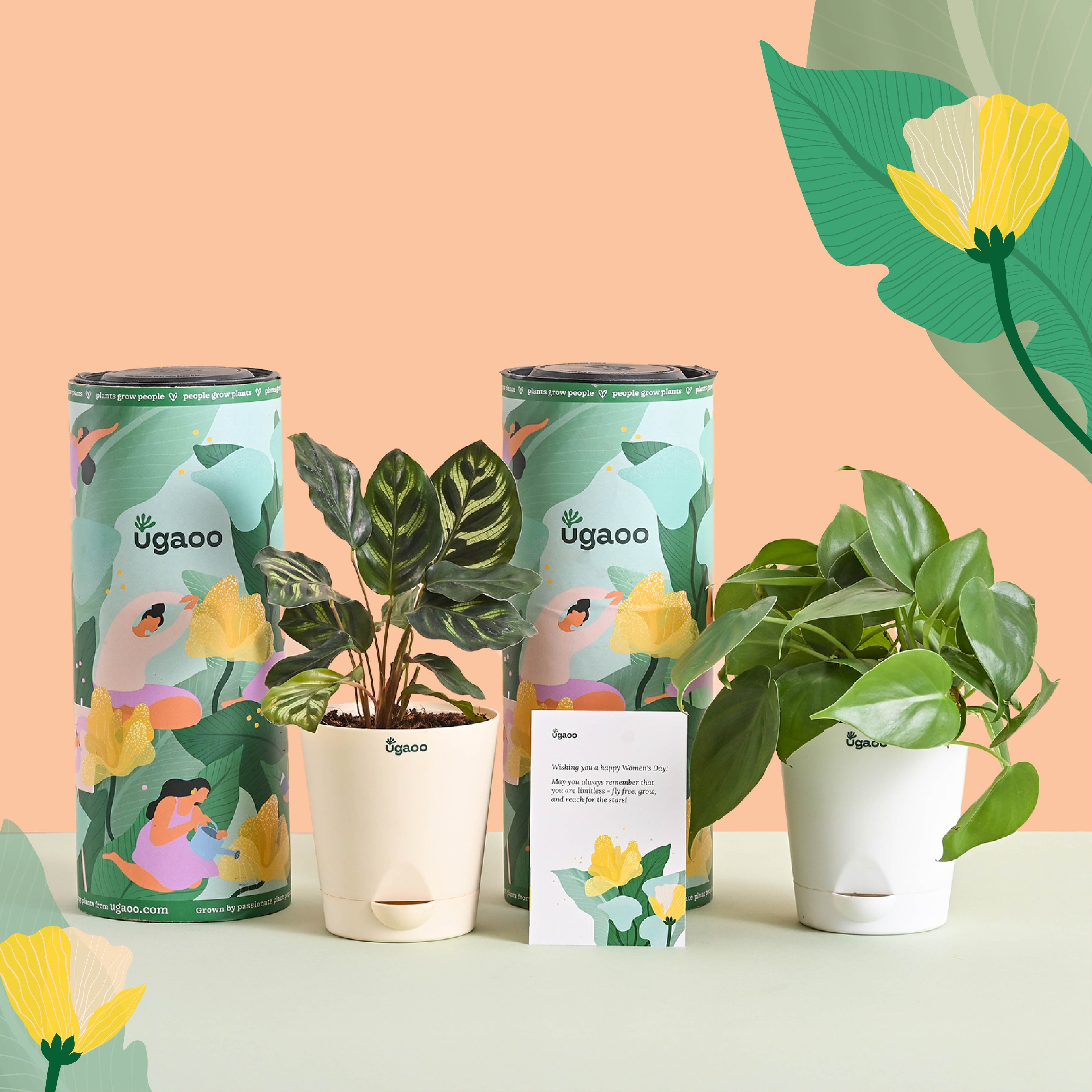 Queen's Canopy Plant Bundle for Women's Day