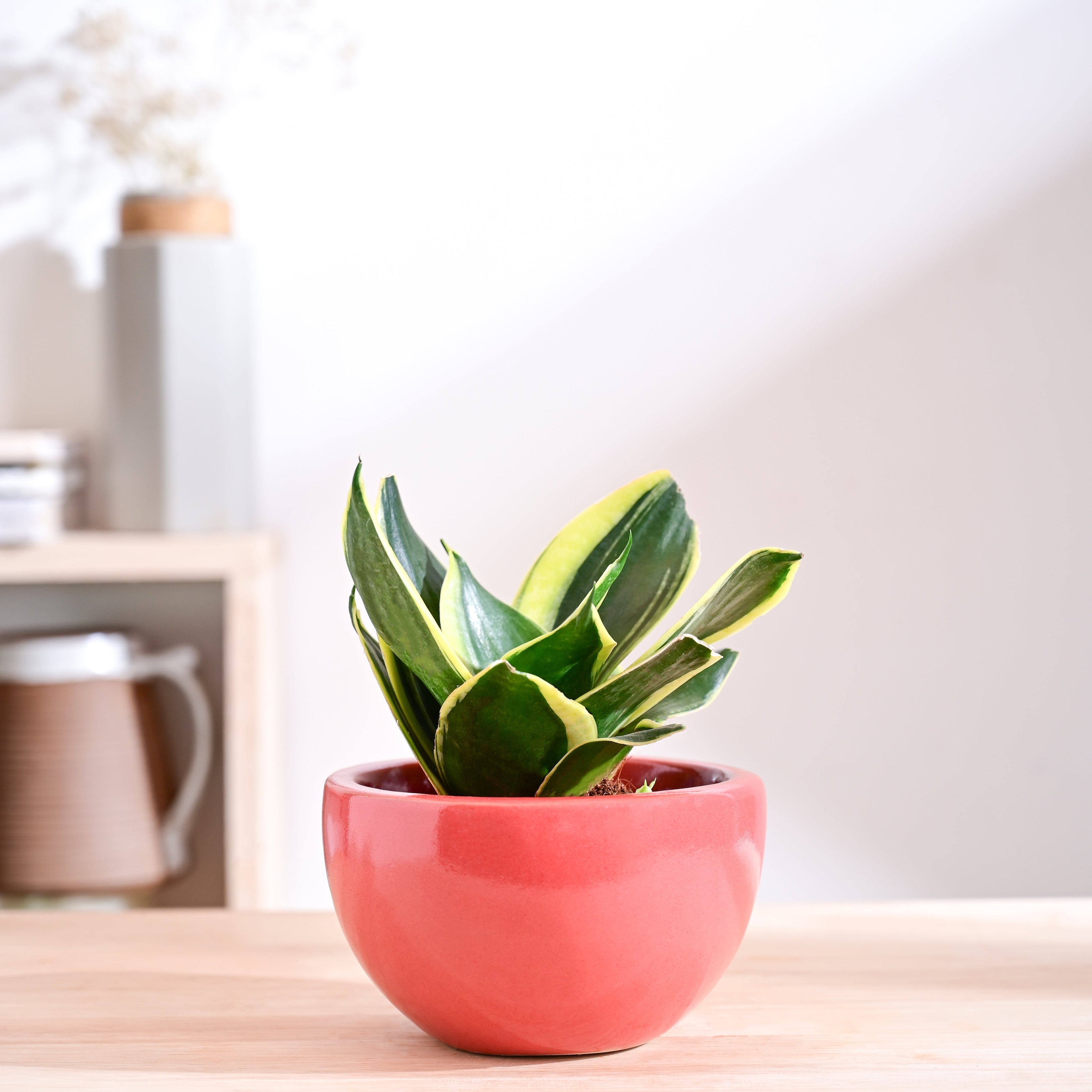 Nature's Hum Fat Ceramic Planter