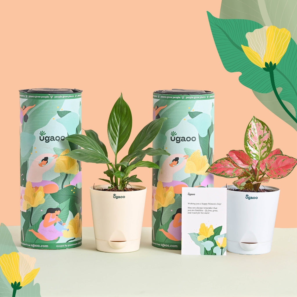 Blush & Bloom Women's Day Plant Bundle