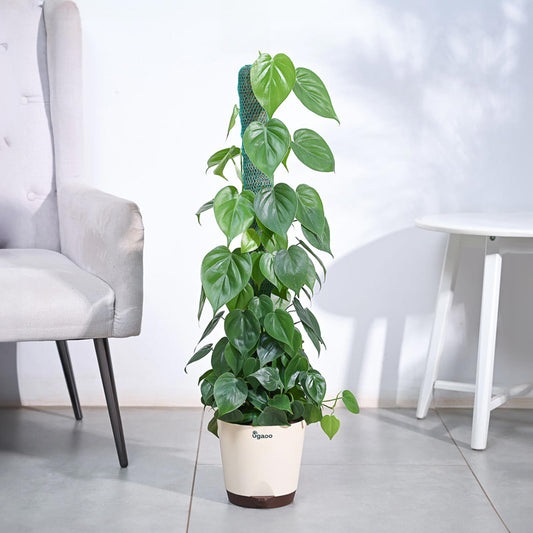 Philodendron Oxycardium Green Plant with Moss Stick