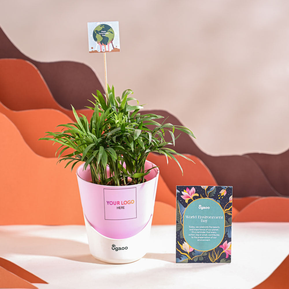 Bamboo Palm Plant For Environment Day Gifting