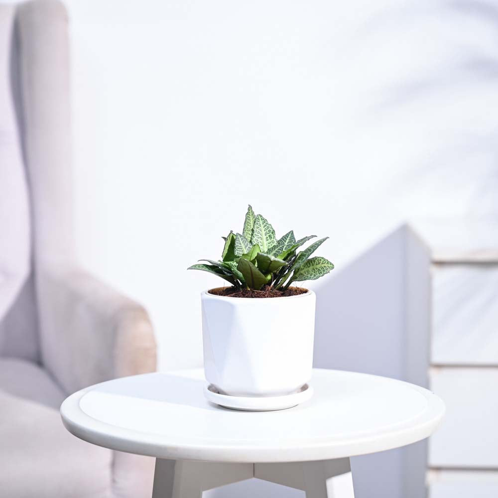 Euphorbia Francoisii Green