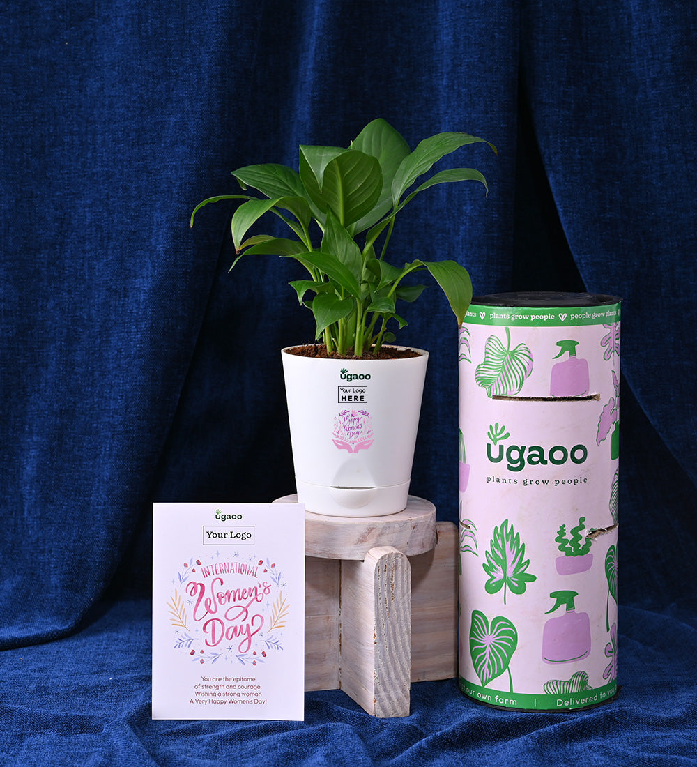 Peace Lily Plant with Celebration Box - Women's Day Gift