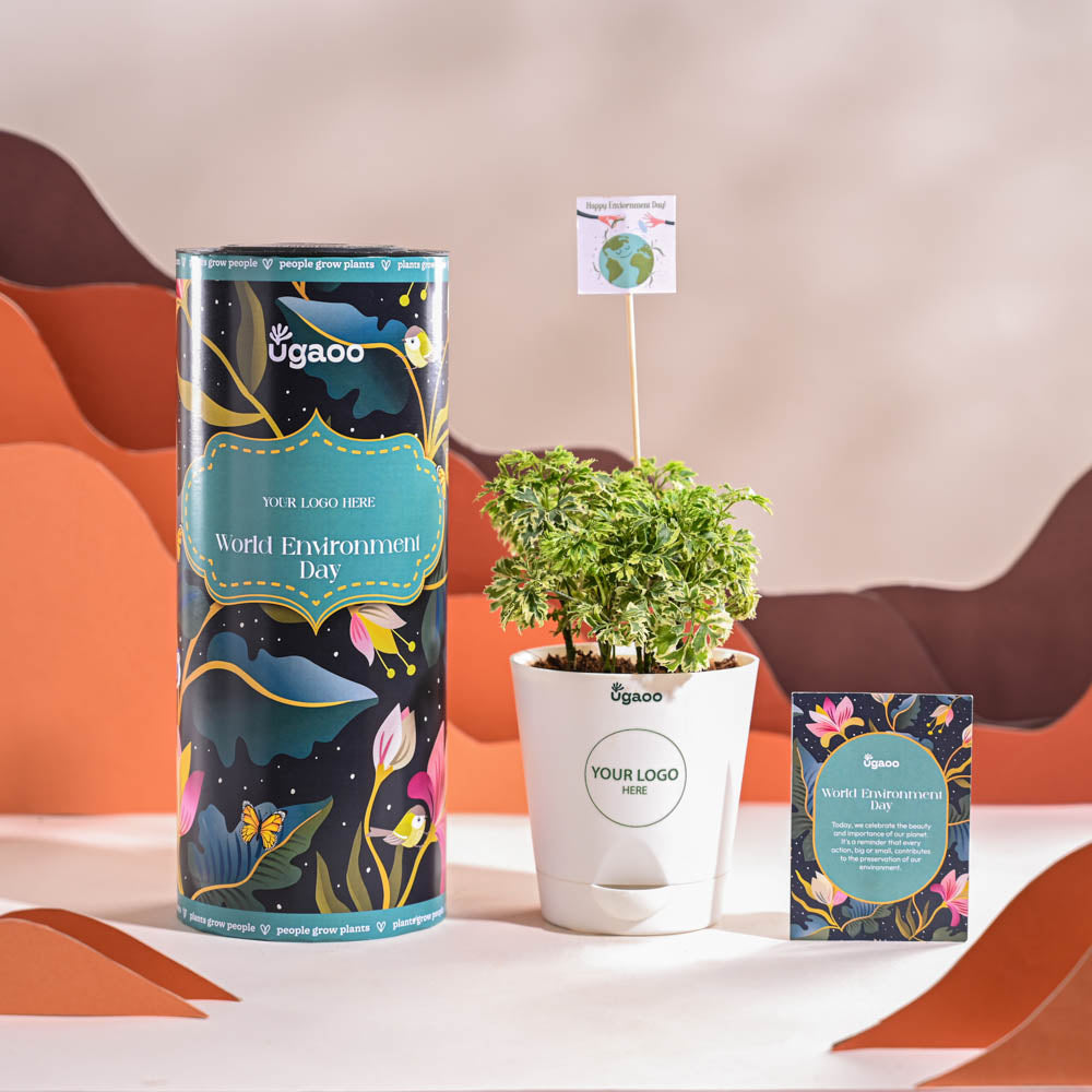 Aralia Variegated Mini Plant For Environment Day Gifting