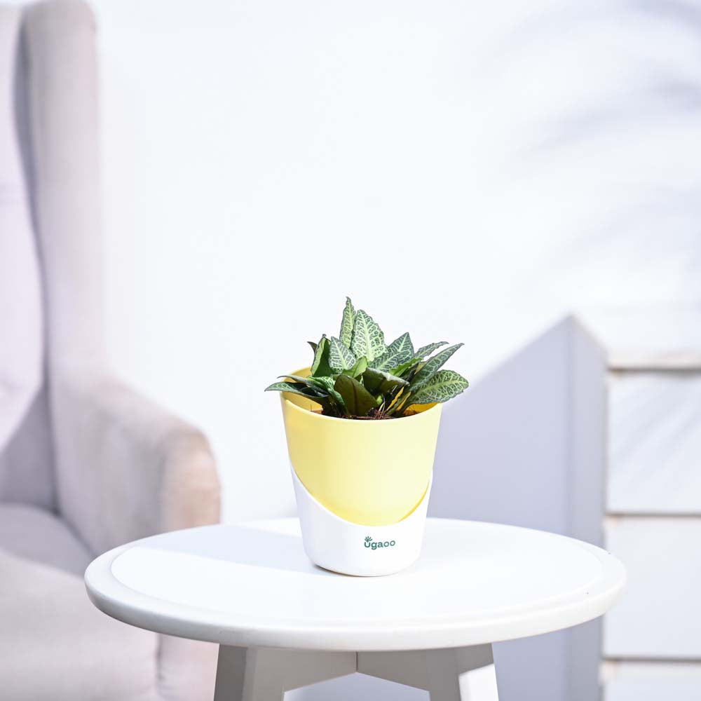 Euphorbia Francoisii Green