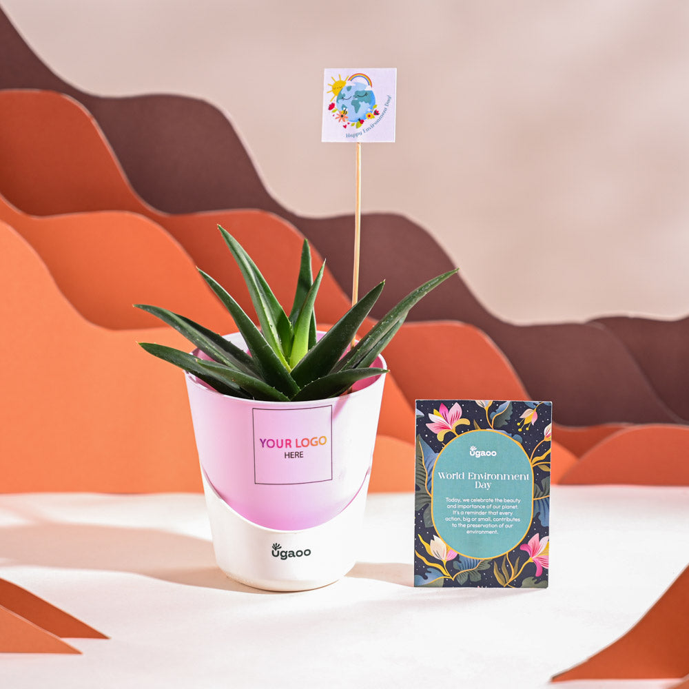 Aloe Vera Green Mini Plant For Environment Day Gifting