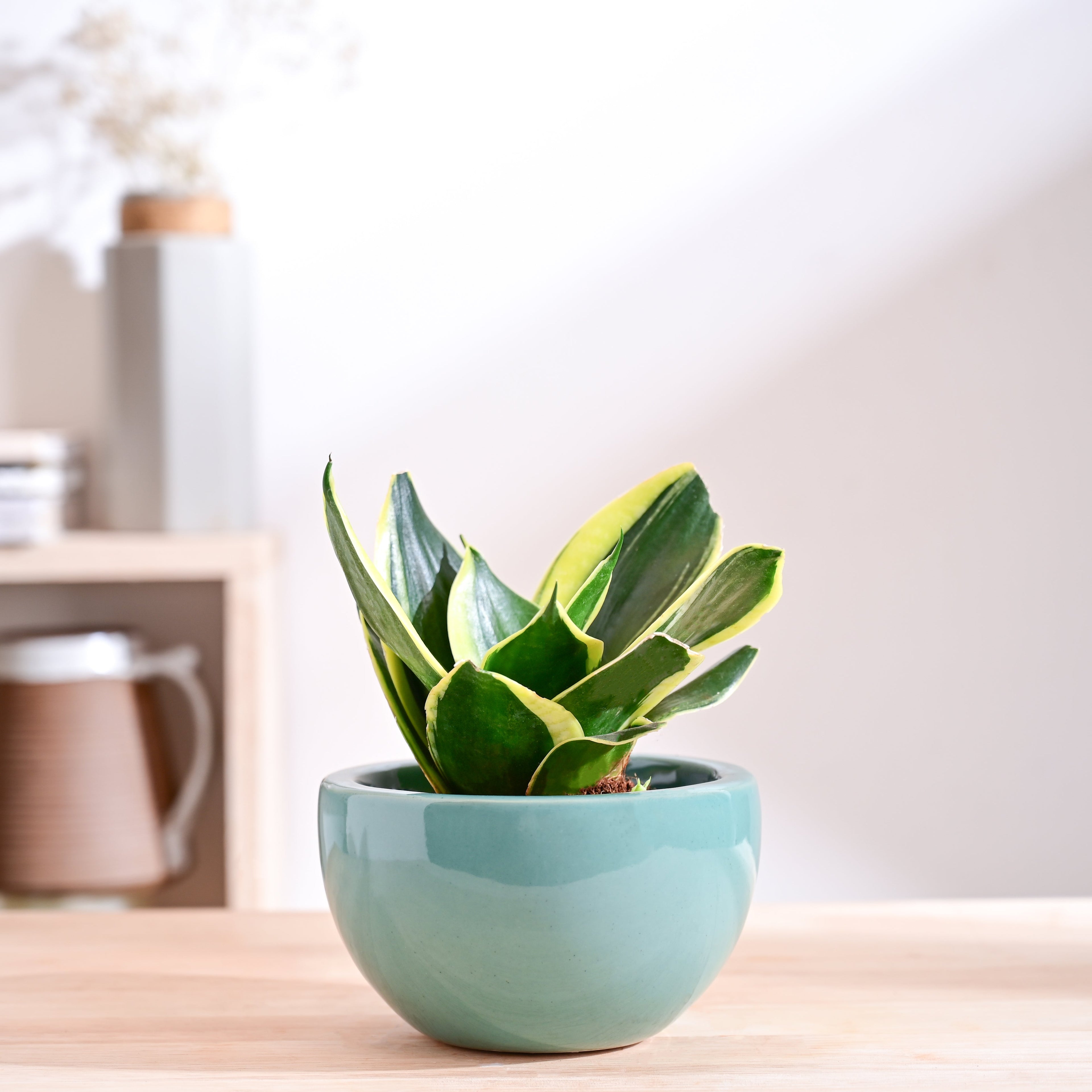 Nature's Hum Fat Ceramic Planter