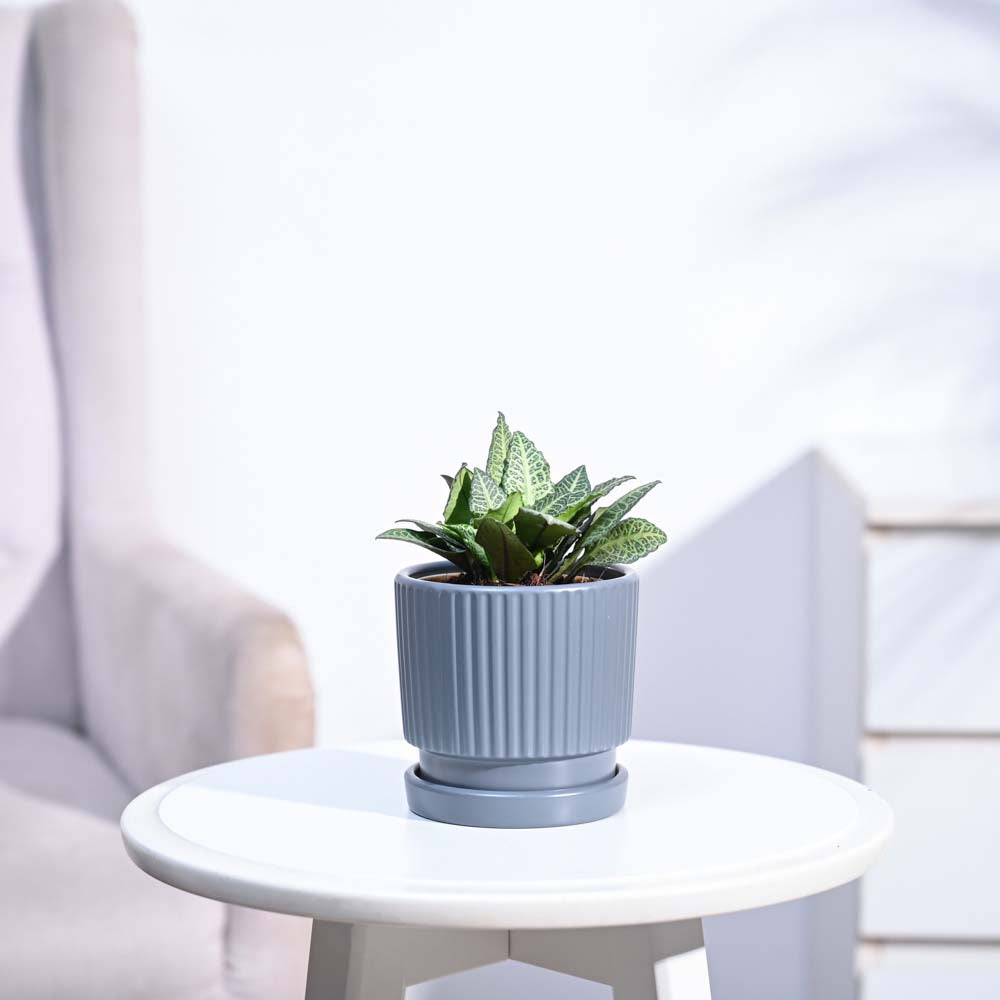 Euphorbia Francoisii Green