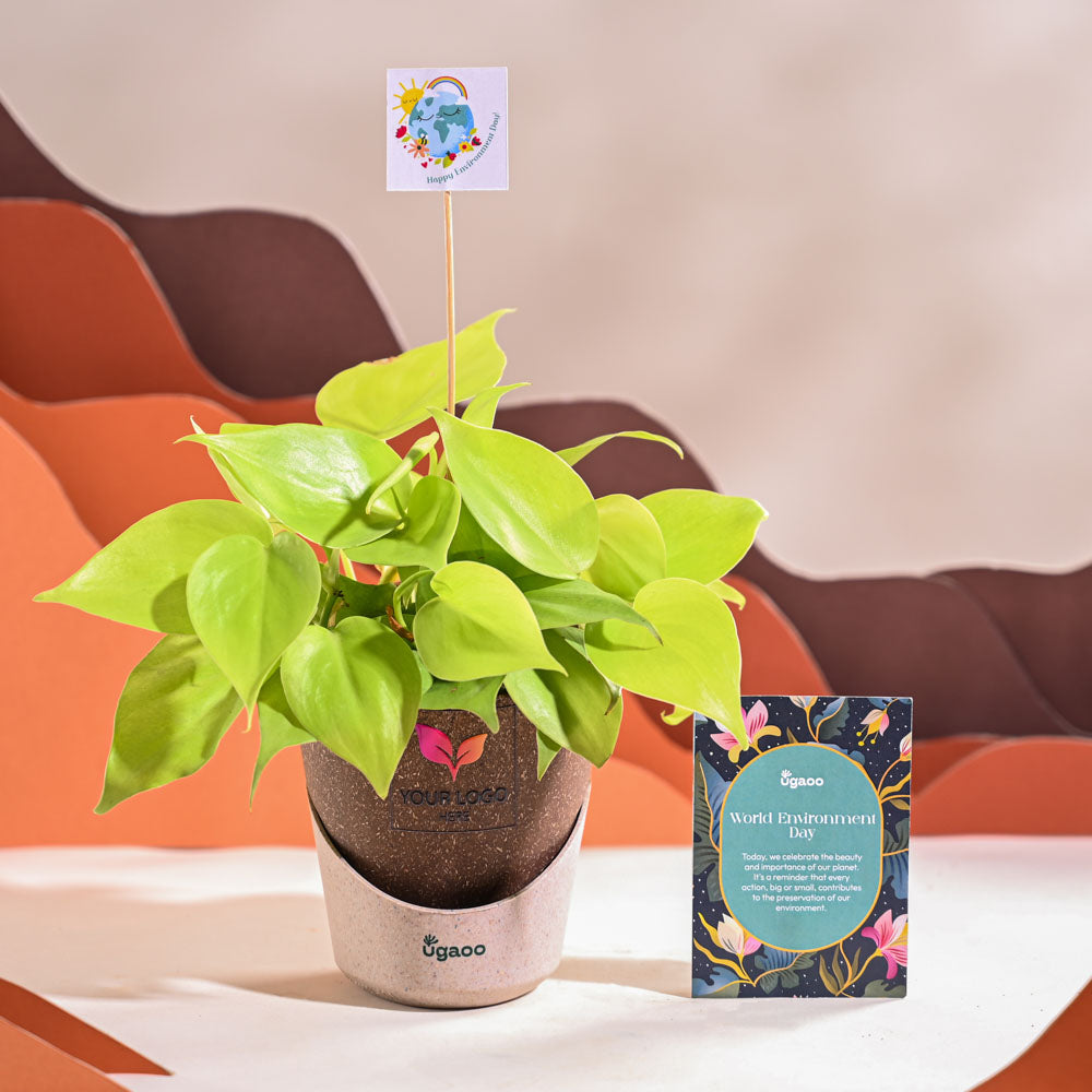 Philodendron Oxycardium Golden Plant For Environment Day Gifting