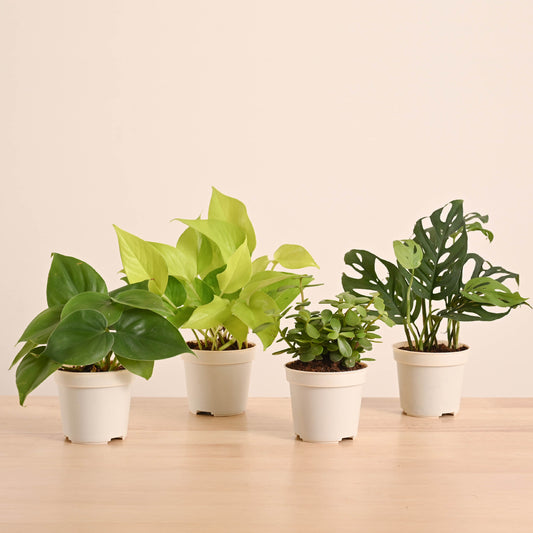 GroPot Combo - Set of 4