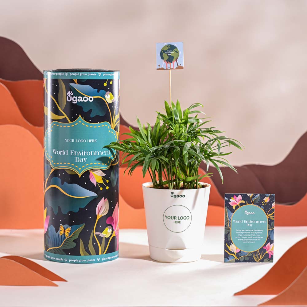 Bamboo Palm Plant For Environment Day Gifting