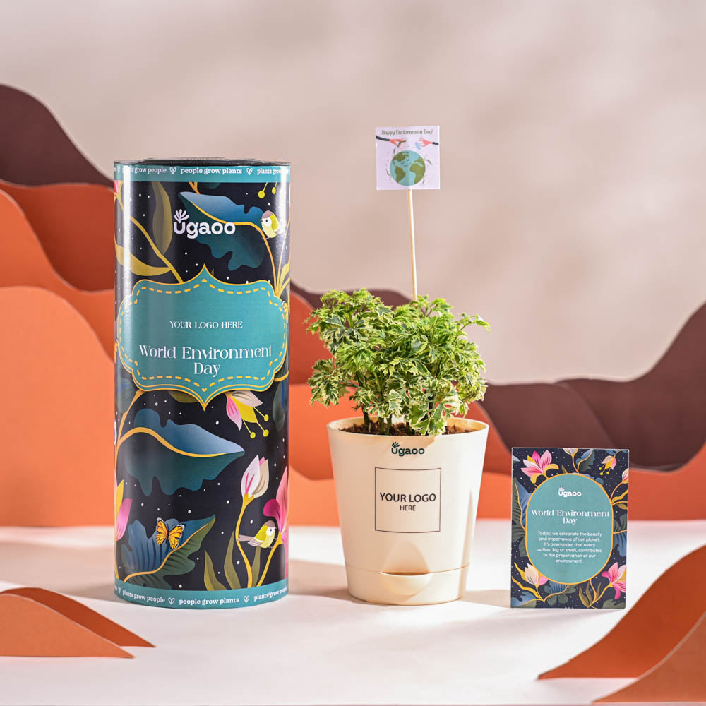 Aralia Variegated Mini Plant For Environment Day Gifting