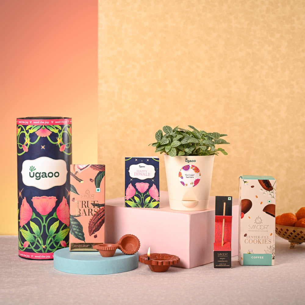 Fittonia Green Plant & Smoor Diwali Gift Hamper