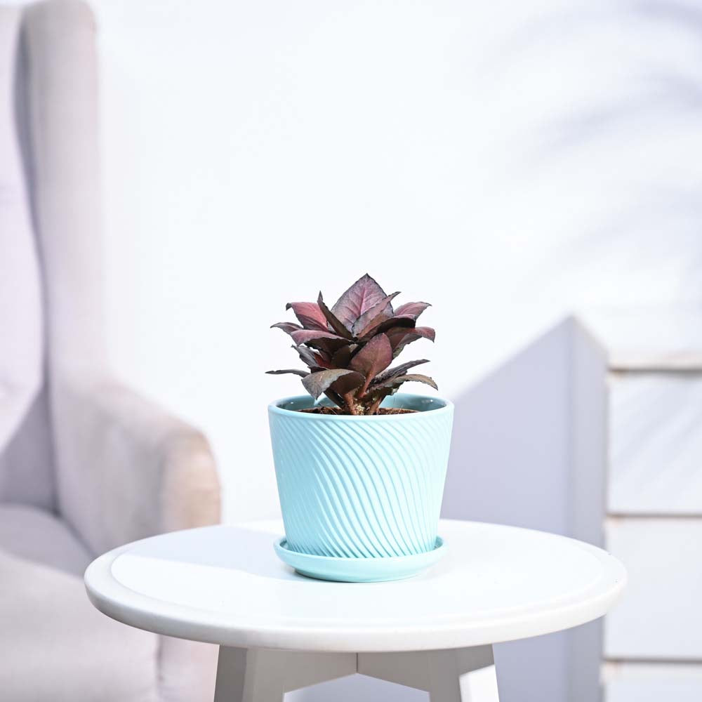 Red Euphorbia Plant