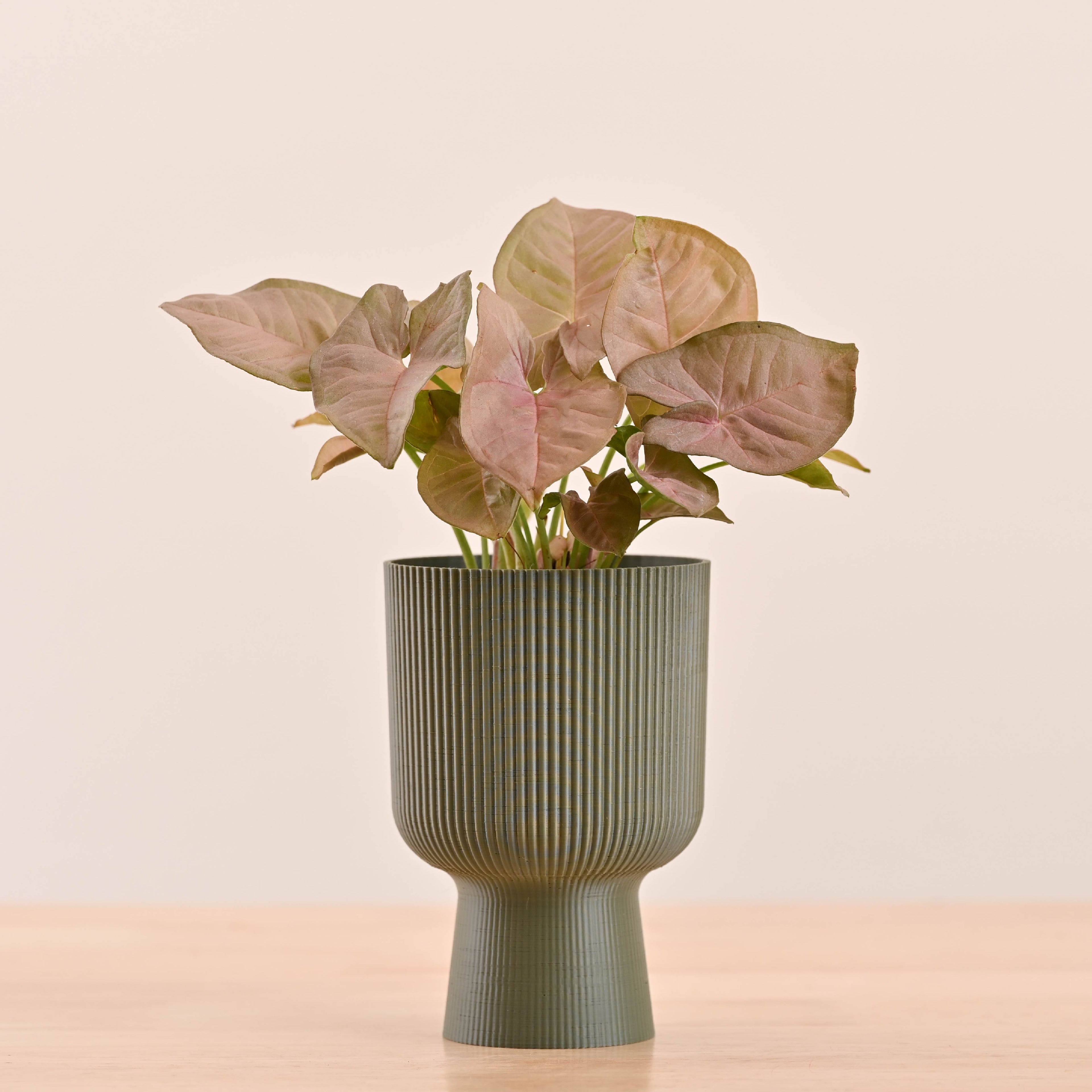Erika Planter