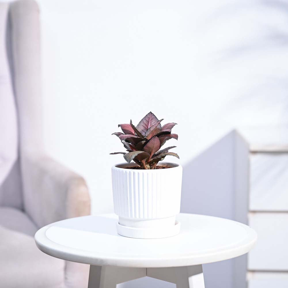 Red Euphorbia Plant