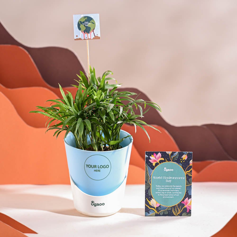 Bamboo Palm Plant For Environment Day Gifting