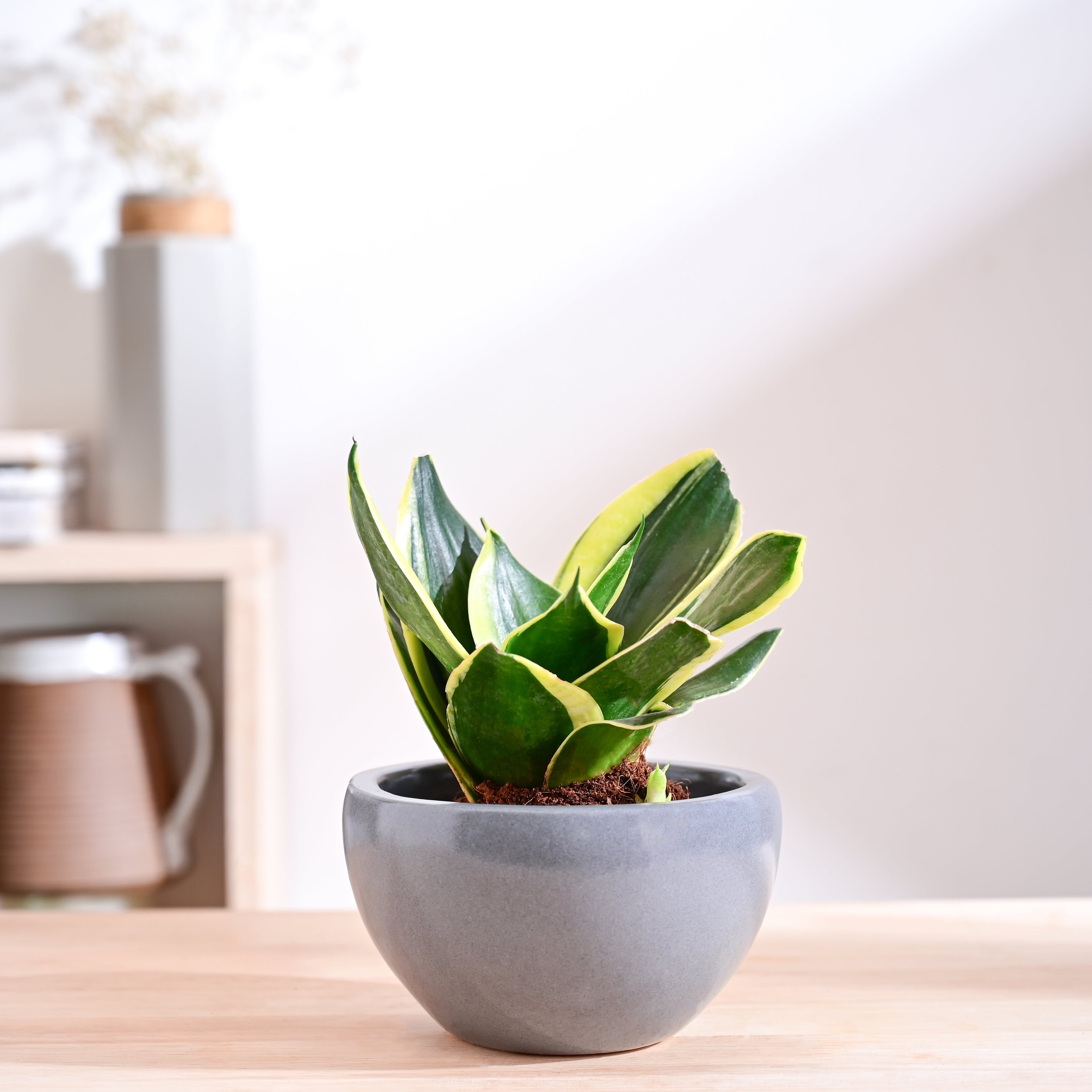 Nature's Hum Fat Ceramic Planter