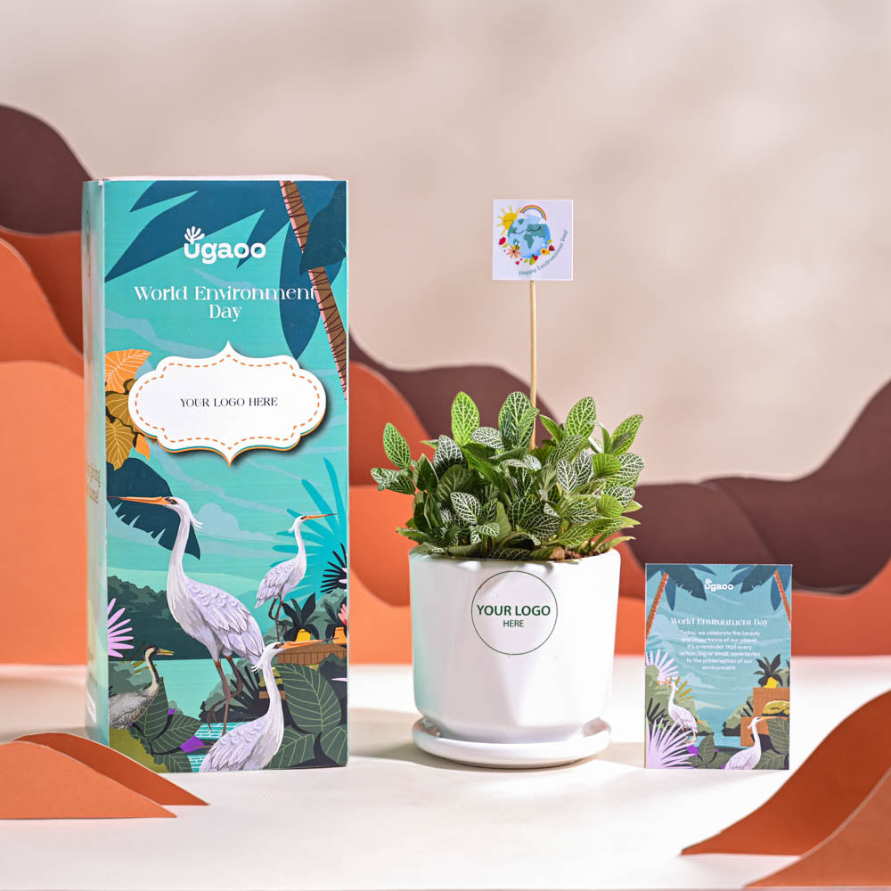 Fittonia Green Plant (Nerve Plant) For Environment Day Gifting