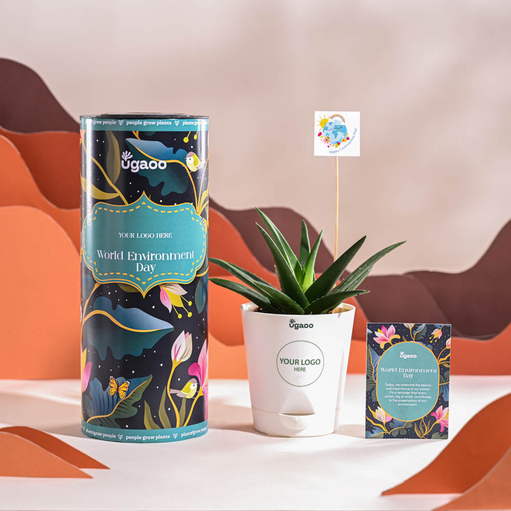 Aloe Vera Green Mini Plant For Environment Day Gifting