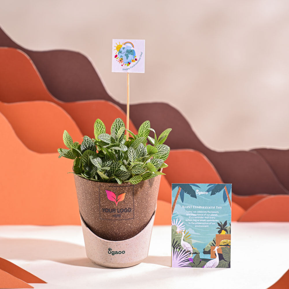 Fittonia Green Plant (Nerve Plant) For Environment Day Gifting