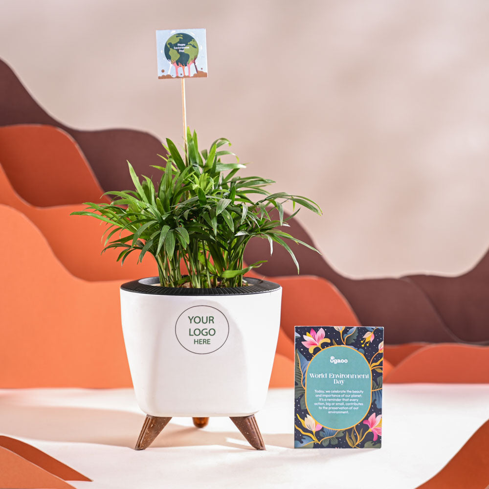 Bamboo Palm Plant For Environment Day Gifting