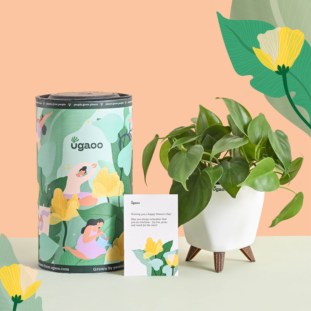 Oxycardium Green Plant Gift for Women's Day