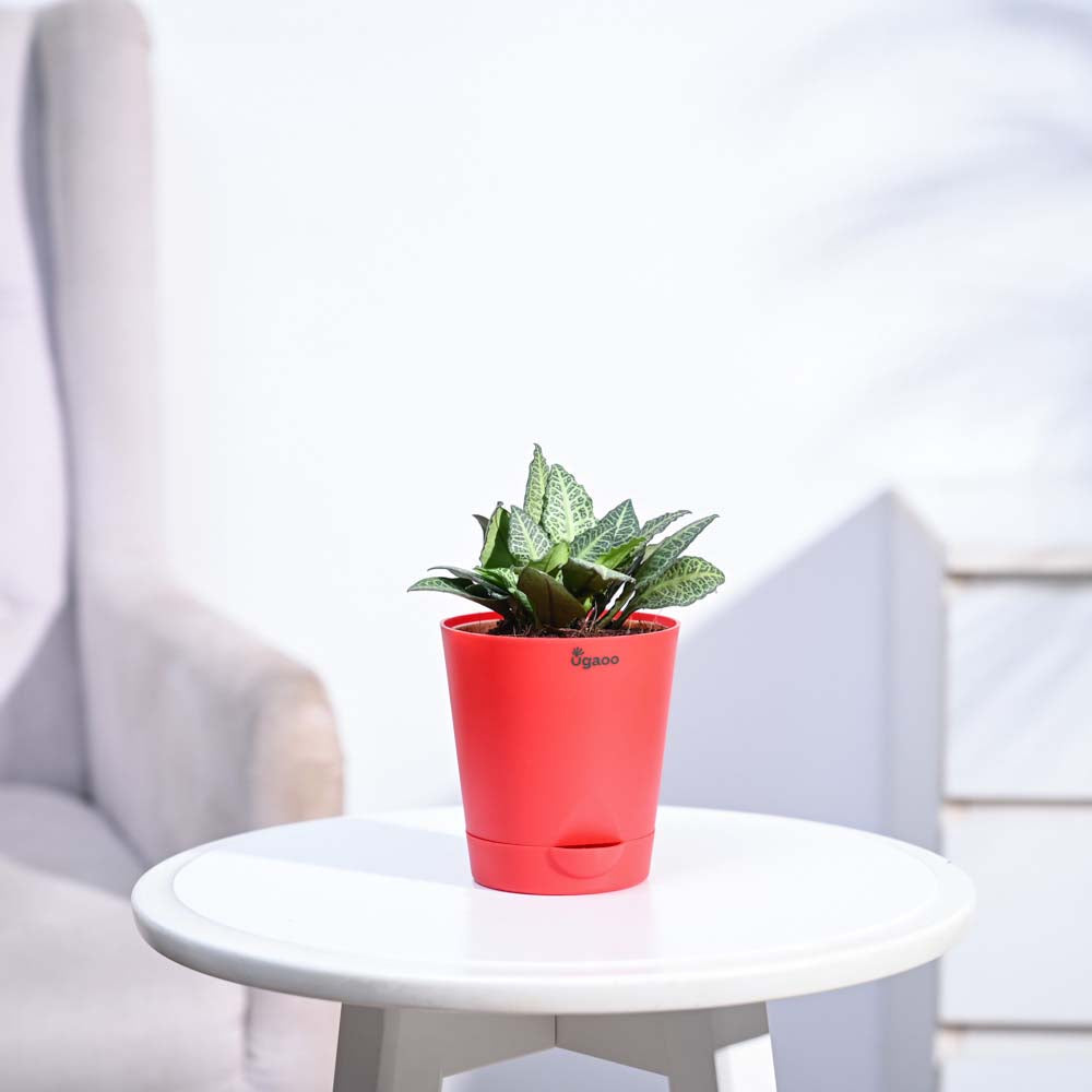 Euphorbia Francoisii Green