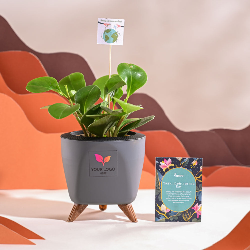 Peperomia Green Plant For Environment Day Gifting