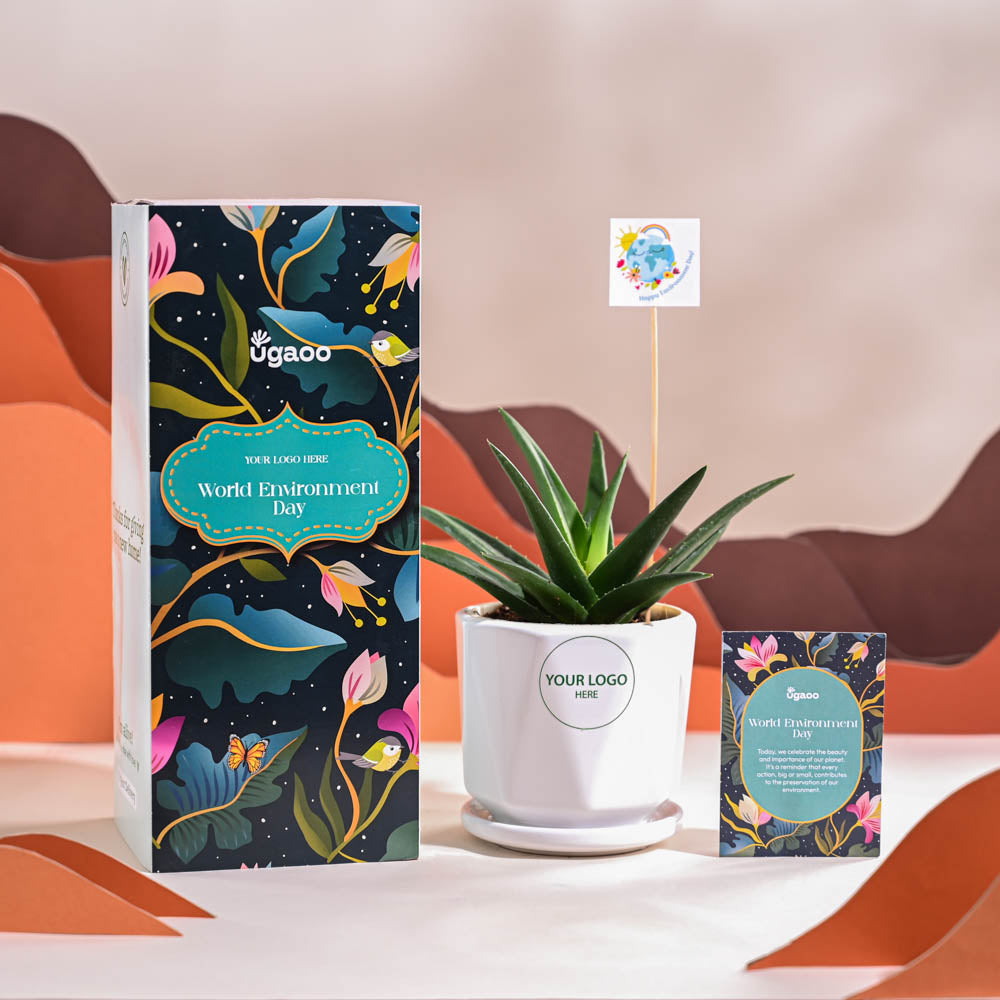 Aloe Vera Green Mini Plant For Environment Day Gifting