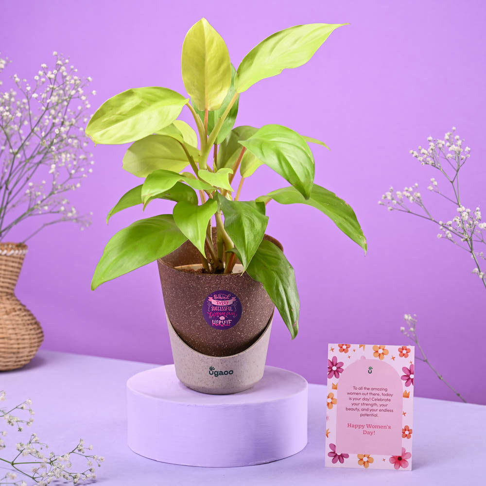 Philodendron Ceylon Women's Day Gift
