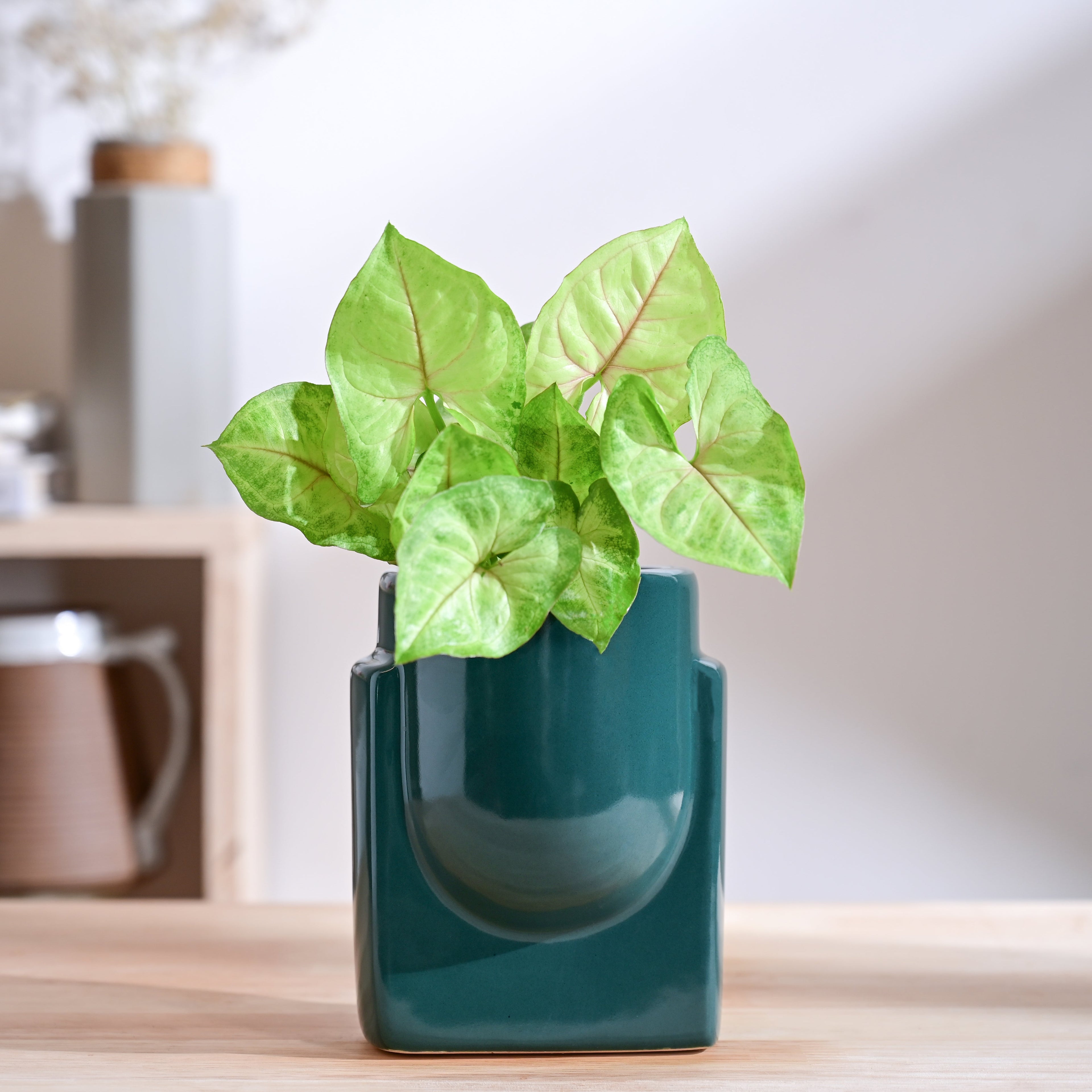 Cats are Gods Ceramic Planter