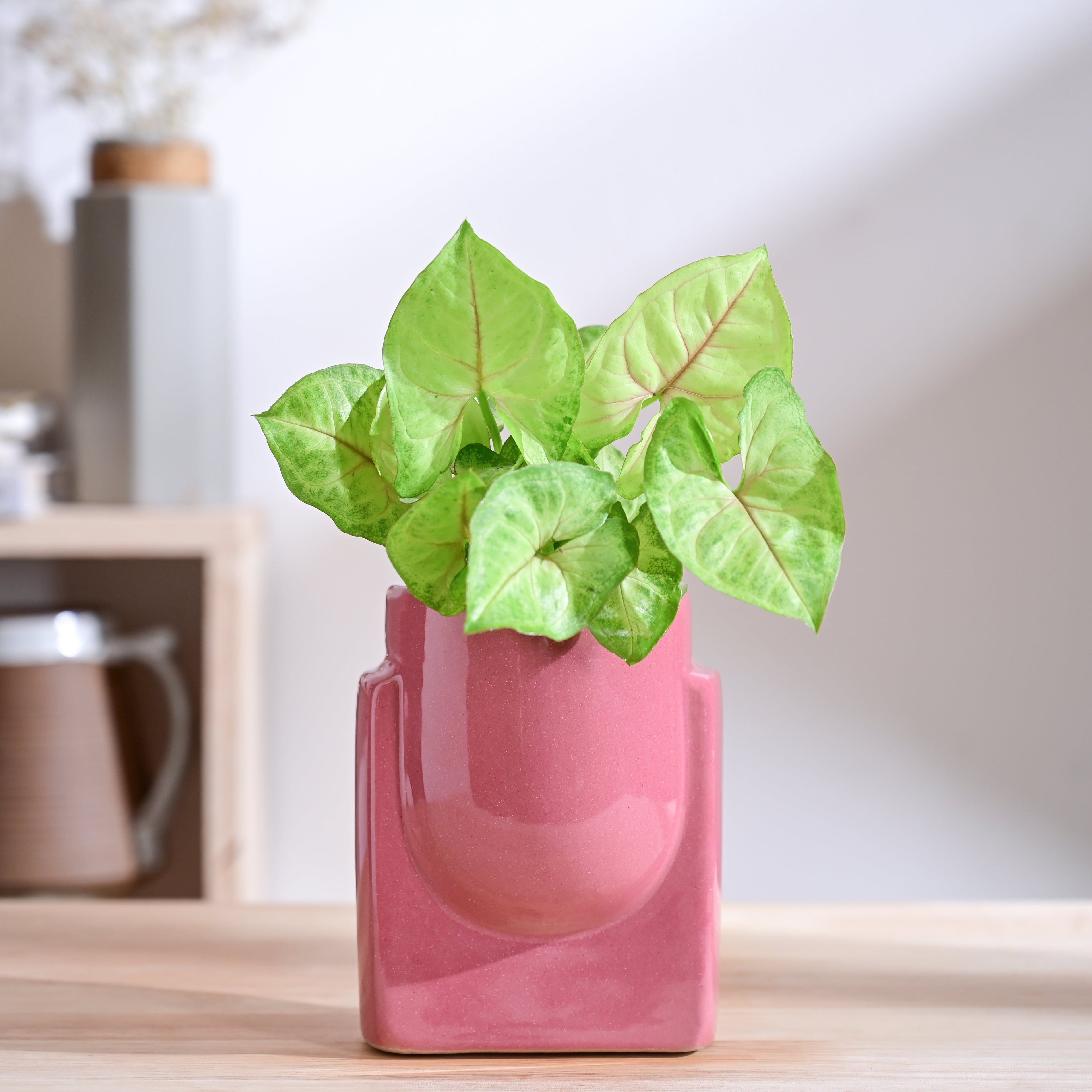 Cats are Gods Ceramic Planter