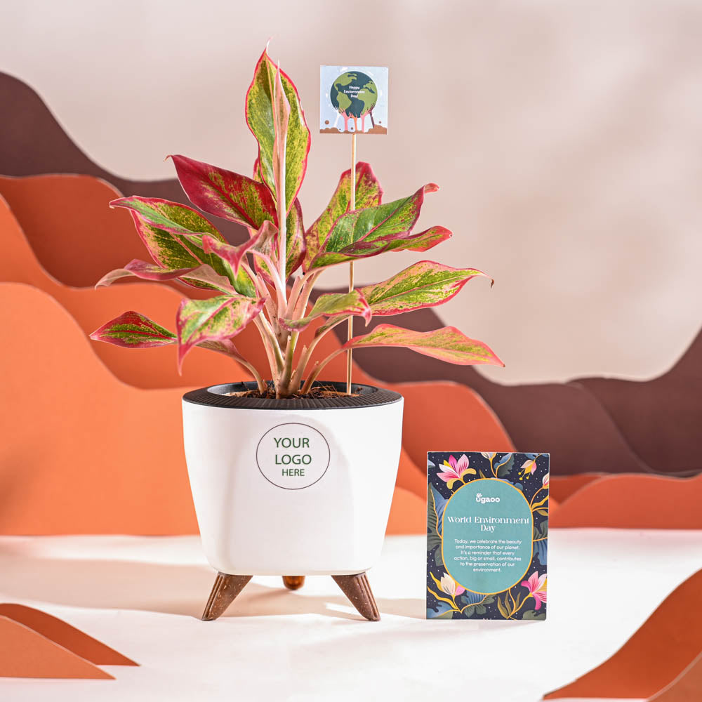Aglaonema Red Plant For Environment Day Gifting