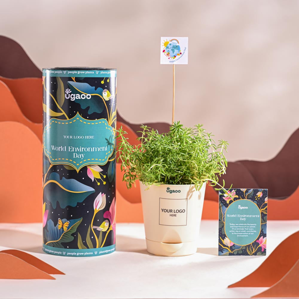 Golden Sedum Plant For Environment Day Gifting