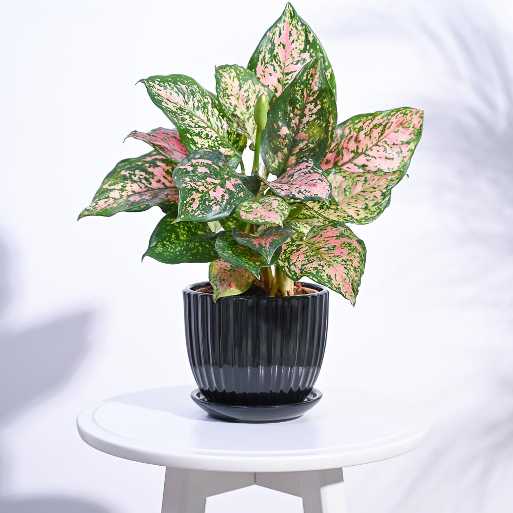 Grail Ceramic Pot