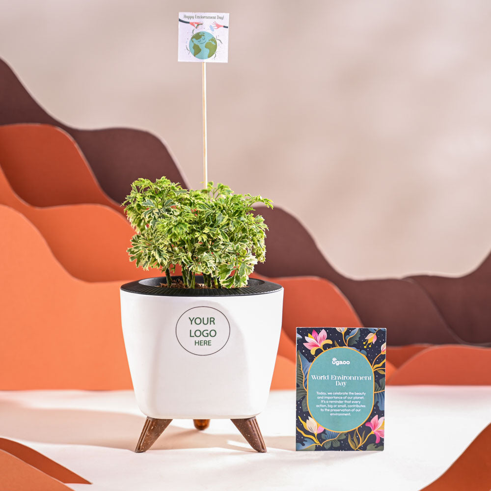 Aralia Variegated Mini Plant For Environment Day Gifting